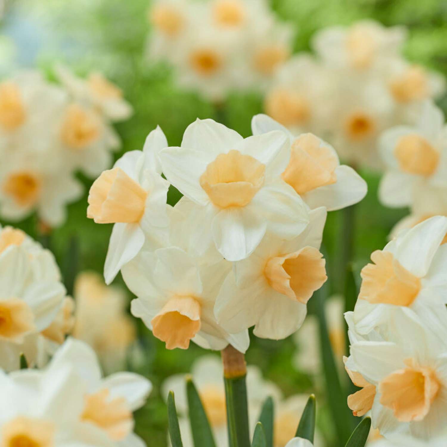 Narcissus 'Kapiti Peach'